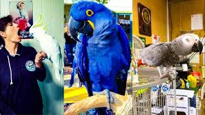 Parrot Talking to Alexa: Watch Petra the Parrot Order from Alexa