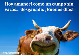 Sin embargo, no todo es seriedad y responsabilidad en semejantes ligazones afectivas, sino también gracia y diversión. 60 Frases De Buenos Dias Graciosas Para Whatsapp