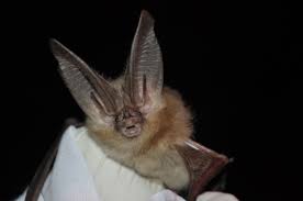13 Awesome Facts About Bats U S Department Of The Interior