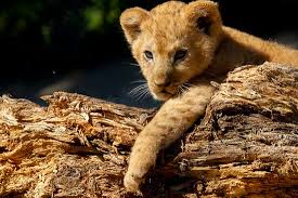 State Of The Art Zoo Review Of Safari Park Dvur Kralove Dvur Kralove Nad Labem Czech Republic Tripadvisor