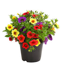 Browse 84 sommerblumen stock photos and images available, or start a new search to explore more stock photos and images. Farbenfrohe Sommerblumen Jetzt Kaufen Dehner