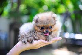 Align peptides to reference databases in parallel and run tcup on alignment results. Tcup Pomeranian Home Facebook