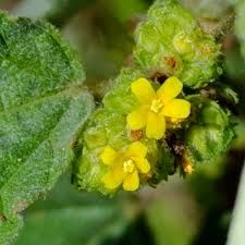 Image result for Waltheria
