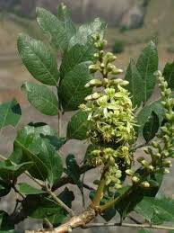 Image result for Bersama lucens