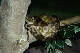 Häufig findet man ihn in der nähe. Teppich Python Morelia Spilota Stockfotos Freeimages Com