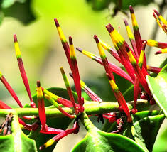 Image result for Agelanthus terminaliae