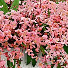 It is native to much of china (except the north and extreme south) and northern burma. Kaufen Sie Jetzt Kletterstrauch Walrebe Clematis Armandii Apple Blossom Rosa Winterhart Kaufen Bakker Com