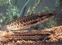It belongs to channidae family and it is carnivorous fish. Channa Maculata Blotched Snakehead Fisheries Aquaculture