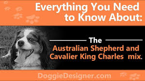 Australian Shepherd And Cavalier King Charles Mix An Expert