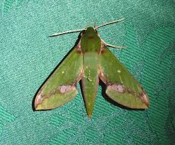 Image result for Xylopia shirensis