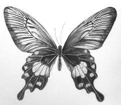 Butterfly Sketch Google Suche Pencil Portrait Butterfly Drawing Pencil Drawings
