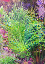 Image result for Eriocaulon schimperi