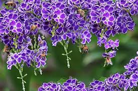 For optimal growth, plant aster in full sun. Bees Pollen Purple Flowers China Doll Tree Garden Nature Pikist