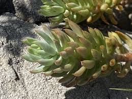 Image result for Sedum ruwenzoriense