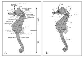 two new species of seahorses syngnathidae hippocampus