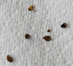 Image result for bedbugs on mattress