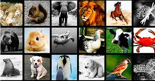 Resultat d'imatges per a "animales"