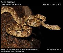 Boiga Trigonata Common Cat Snake Reptiles Of India