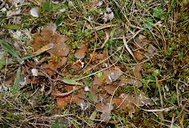 Image result for Landolphia rufescens