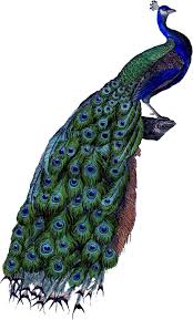 The company was founded in august 2004 as dp inc. Paon Png Images Transparent Background Png Play