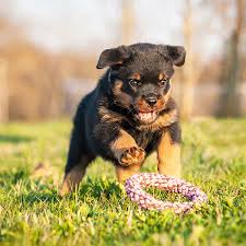 Hours may change under current circumstances 1 Rottweiler Puppies For Sale In Austin Tx Uptown