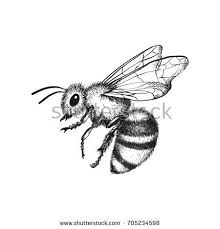 Black And White Striped Bee Like Insect Vector Engraving Illustration Of Honey Bee On White Background Bee Drawing Engraving Illustration Bee Sketch