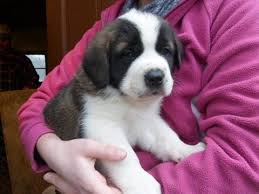 Litter Of 9 Saint Bernard Puppies For Sale In Medina Oh Adn 23779 On Puppyfinder Com Gender Male S And Fema St Bernard Puppy Puppies For Sale Saint Bernard