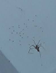 In der traumdeutung wird die spinne auch mit intrigen und lügen gleichgesetzt. Konnten Das Kleine Spinnen Sein Tiere Nest