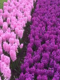 Marlene Moyes Obituary (1950