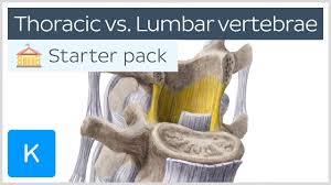 The 12 thoracic vertebrae have the same bony components as the lumbar vertebrae discussed in unit iii. Thoracic Vertebrae Vs Lumbar Vertebrae Human Anatomy Kenhub Youtube