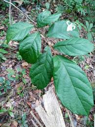 Image result for Dichapetalum