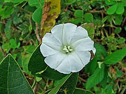 Image result for Aniseia martinicensis