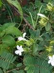 Image result for Barleria calophylloides