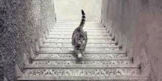 Teste psicológico: O gato está subindo ou descendo a escada ...