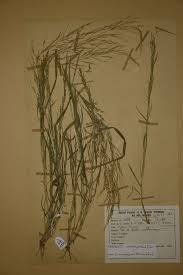 Image result for Eragrostis japonica