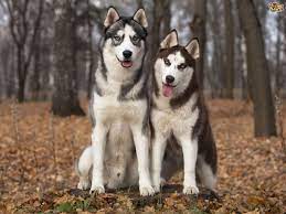 Siberian Husky Hereditary Health And Longevity Pets4homes