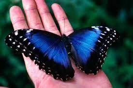 Blue Morpho Butterfly Borboletas Tatoo Borboletas Desenho Lindas Borboletas