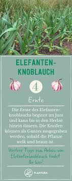 Elefantenknoblauch 6 Tipps Zum Anbau Im Eigenen Garten Plantura Pflanzen Anbau Chili Pflanzen