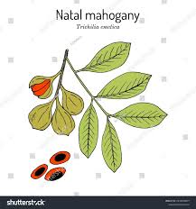 Image result for Trichilia emetica