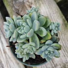 Image result for Sedum