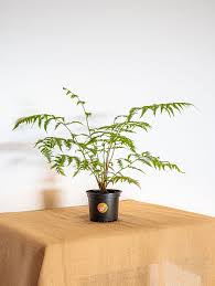 Image result for Cyathea dregei