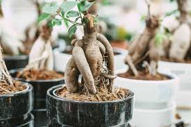 Maybe you would like to learn more about one of these? 9 Trees That Make Good Bonsai Specimens