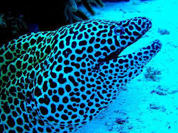 Pin On Under The Sea