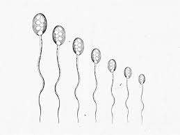 Lower sperm counts don't mean the reproductive apocalypse — yet - Vox