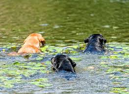 Vets Urge Caution After Increase In Reports Of Toxic Blue Green Algae Gvc Global Veterinary Careers Vet Recruitment