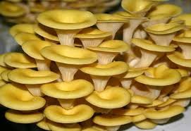 Bagai cendawan tumbuh selepas hujan. Di Mana Dan Bagaimana Cendawan Tiram Berkembang Di Mana Pokok Di Atas Tanah Dan Di Hutan 44 Foto