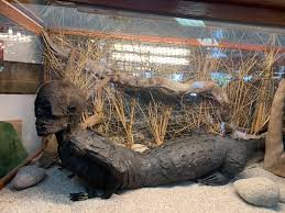 He was acquired by the marshes for $750 in 1967 from an antique store. Curios Marsh S Free Museum