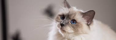 Seal Point Birman Kittens For Sale Nz Birman Cat Breed Facts And Personality Traits Hill S Pet