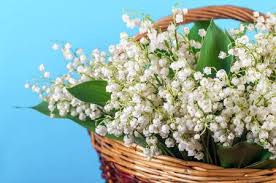 Convallaria majalis • muguet commun, muguet. Bouquet De Muguet Imagenes Y Fotos 123rf
