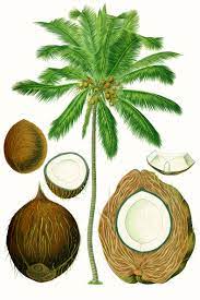 However, the yield may vary from season to season. Coconut Wikipedia